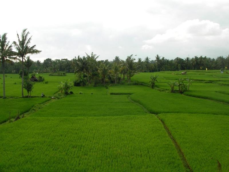 Green Field Hotel And Bungalow Ubud Eksteriør billede