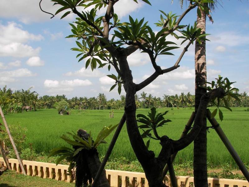 Green Field Hotel And Bungalow Ubud Eksteriør billede